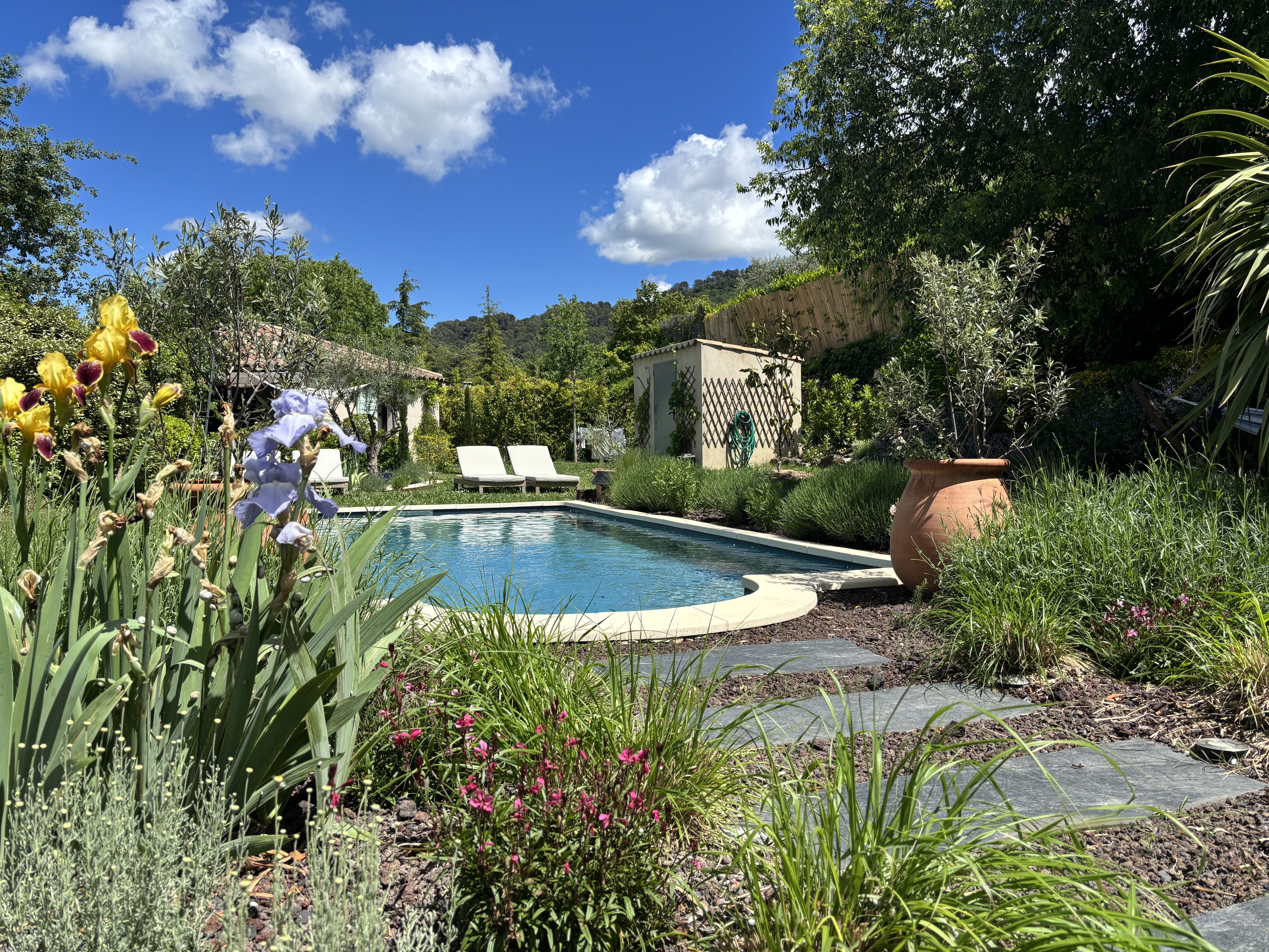 La Tanière et sa piscine au sel entourée d'iris et de lavande